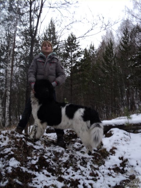 Фото: ньюфаундленд Plushevaya Panda Ferrero Rond Noir (Плюшевая Панда Ферреро Ронд Нуар)