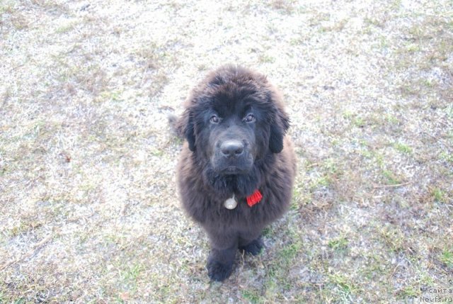 Фотография № 110630