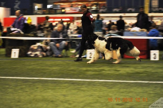 Фото: ньюфаундленд Super Bizon Zerbino (Супер Бизон Зербино)