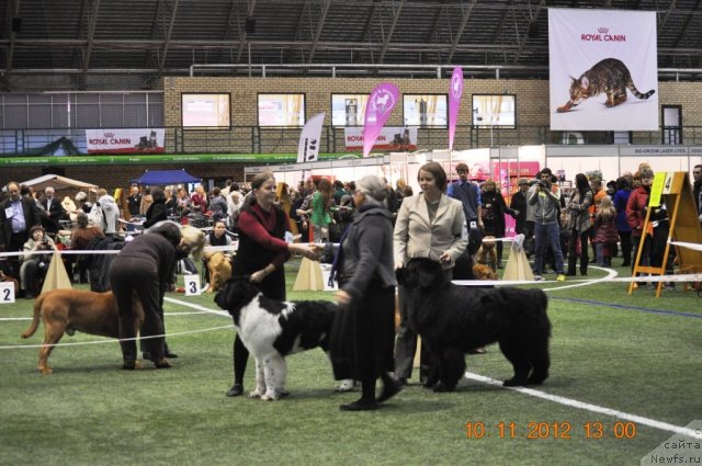 Фото: ньюфаундленд Super Bizon Zerbino (Супер Бизон Зербино), ньюфаундленд Kind Heart Midnight Bear
