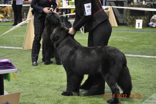 Фото: ньюфаундленд Black Imp Inspired Grata (Black Imp Inspired Grata)