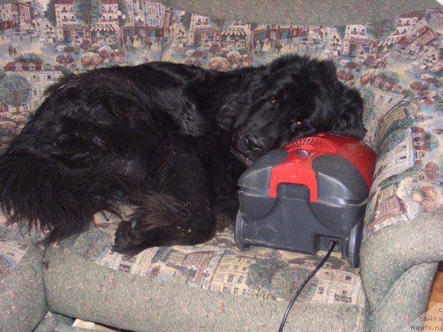 Фото: ньюфаундленд Lesnaya Skazka Lunnaya Sonata (Лесная Сказка Лунная Соната)