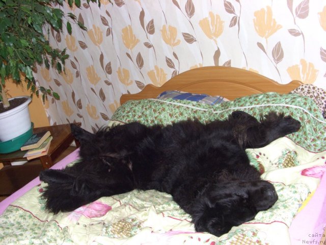 Фото: ньюфаундленд Lesnaya Skazka Lunnaya Sonata (Лесная Сказка Лунная Соната)