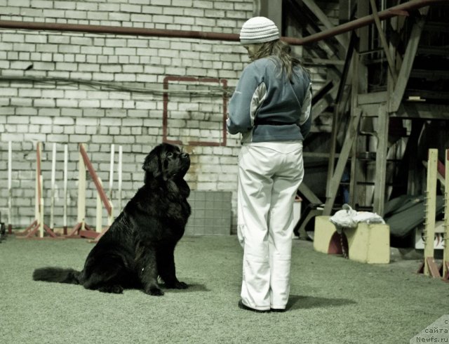 Фото: ньюфаундленд Dar Svezy Unessa Korona Australis (Дар Свезы Юнесса Корона Аустралис), Inga Goncharenko (Инга Гончаренко)