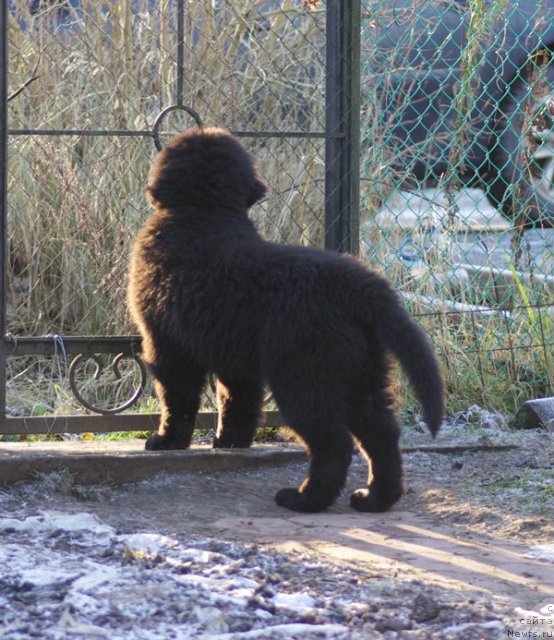 Фото: ньюфаундленд Beguschaya po Volnam Shaolin (Бегущая по Волнам Шаолинь)