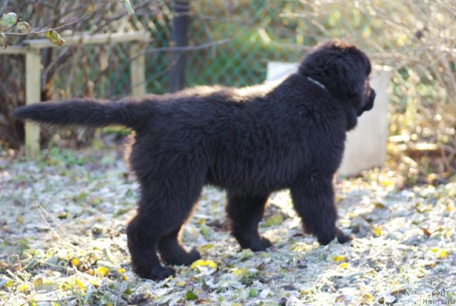 Фото: ньюфаундленд Beguschaya po Volnam Shaolin (Бегущая по Волнам Шаолинь)
