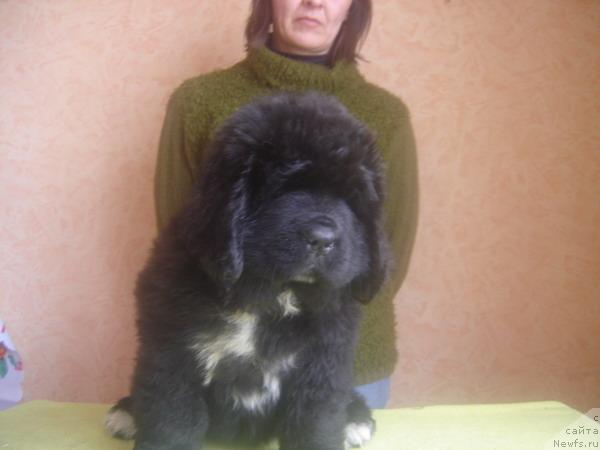 Фото: ньюфаундленд Piternyuf Zhizn' Horosha (Питерньюф Жизнь Хороша)