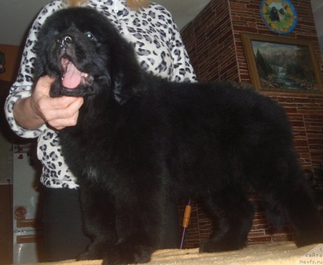 Фото: ньюфаундленд N'yufort Carica Nochi (Ньюфорт Царица Ночи)