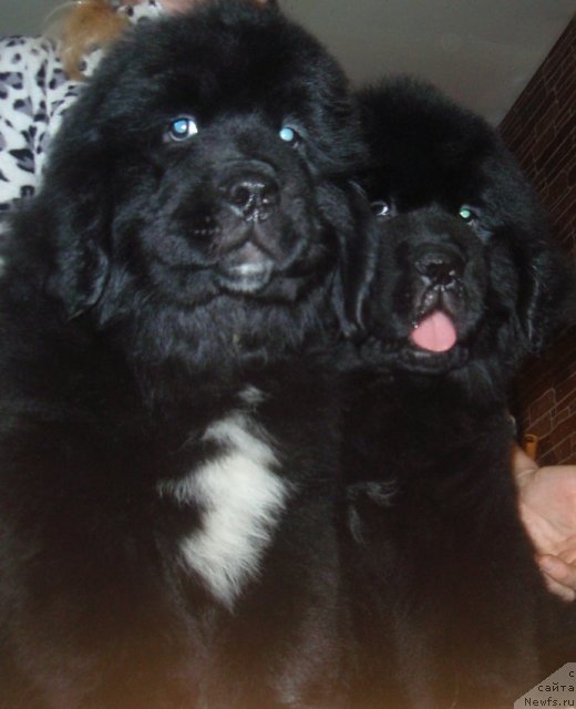 Фото: ньюфаундленд N'yufort Carica Nochi (Ньюфорт Царица Ночи), ньюфаундленд N'yufort Cena Uspeha (Ньюфорт Цена Успеха)