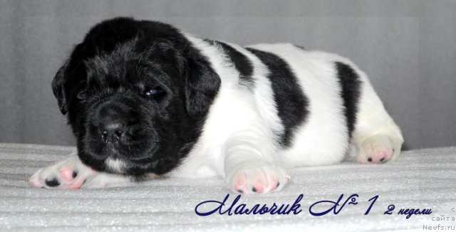 Фото: ньюфаундленд Santa De La Moris (Санта Де Ла Морис)