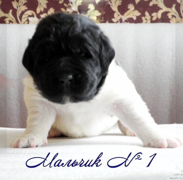 Фото: ньюфаундленд Santa De La Moris (Санта Де Ла Морис)