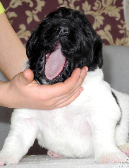 Фото: ньюфаундленд Santa De La Moris (Санта Де Ла Морис)