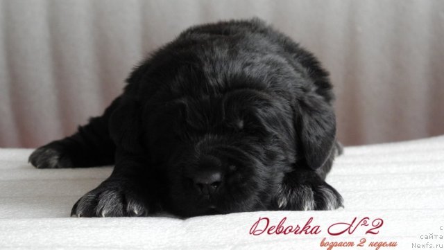 Фото: ньюфаундленд Simba De Lores (Симба Де Лорес)