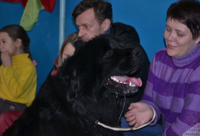 Фото: ньюфаундленд Bonopart Napoleon (Бонопарт Наполеон)