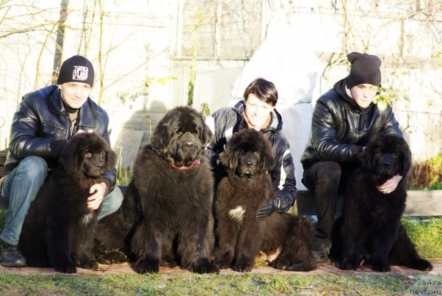 Фото: ньюфаундленд Beguschaya po Volnam SHadu Ladu (Бегущая по Волнам Шаду Ладу), ньюфаундленд Thickish Newfoundland Monnalisadellagioconda, ньюфаундленд Beguschaya po Volnam Shaman (Бегущая по Волнам Шаман), ньюфаундленд Beguschaya po Volnam Shaolin (Бегущая по Волнам Шаолинь)