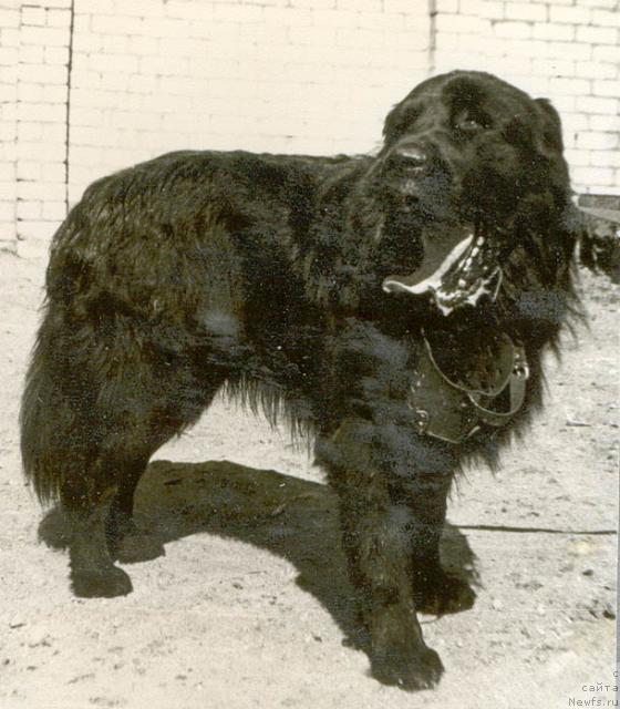 Фото: ньюфаундленд Odissey (Одиссей)