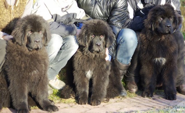 Фото: ньюфаундленд Beguschaya po Volnam Shaolin (Бегущая по Волнам Шаолинь), ньюфаундленд Beguschaya po Volnam SHadu Ladu (Бегущая по Волнам Шаду Ладу), ньюфаундленд Beguschaya po Volnam Shaman (Бегущая по Волнам Шаман)