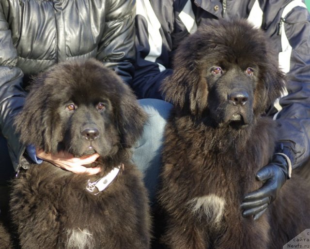 Фото: ньюфаундленд Beguschaya po Volnam SHadu Ladu (Бегущая по Волнам Шаду Ладу), ньюфаундленд Beguschaya po Volnam Shaman (Бегущая по Волнам Шаман)