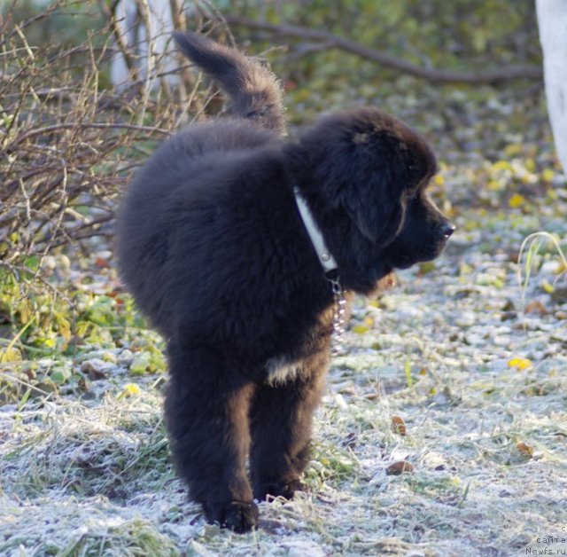 Фото: ньюфаундленд Beguschaya po Volnam SHadu Ladu (Бегущая по Волнам Шаду Ладу)