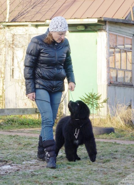 Фото: ньюфаундленд Beguschaya po Volnam SHadu Ladu (Бегущая по Волнам Шаду Ладу)