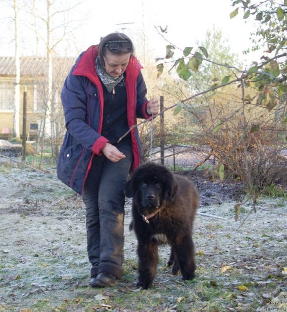 Фото: Ol'ga Koroleva (Ольга Королева), ньюфаундленд Beguschaya po Volnam Shaman (Бегущая по Волнам Шаман)