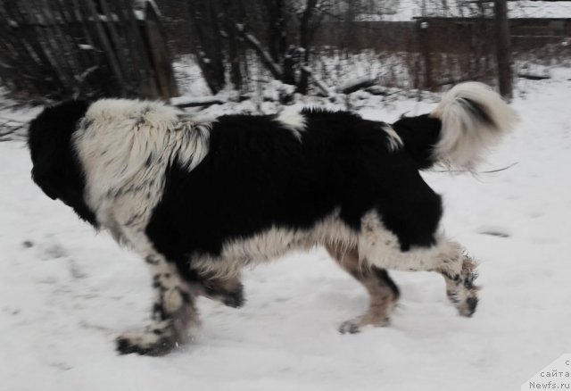 Фото: ньюфаундленд Super Bizon Ekaterinburg (Супер Бизон Екатеринбург)