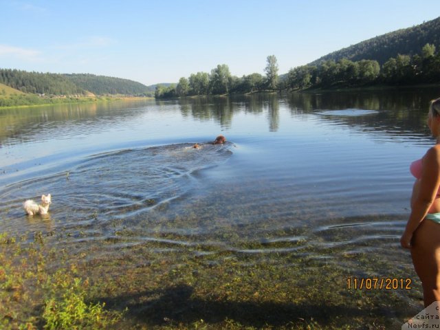 Фото: ньюфаундленд Povelitel' Velikih Ozer (Повелитель Великих Озер), [p1728]Клепа