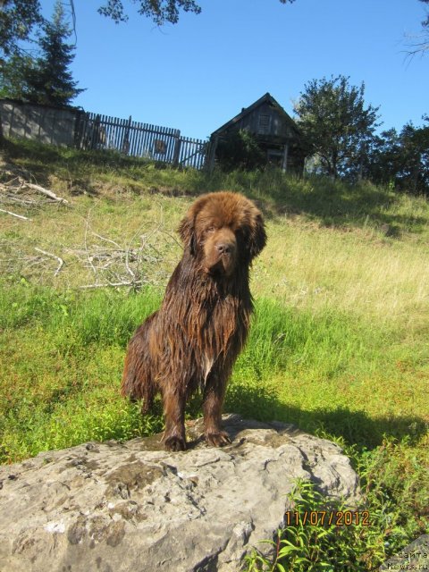 Фото: ньюфаундленд Povelitel' Velikih Ozer (Повелитель Великих Озер)