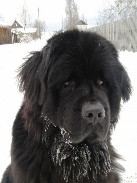 Фото: ньюфаундленд Ih Vyisochestvo Vladlena Madjiks (Их Высочество Владлена Маджикс)