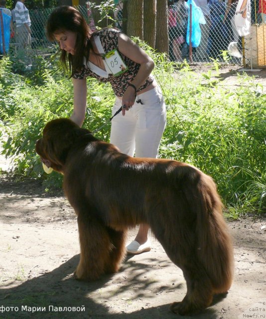 Фото: ньюфаундленд Aquatoriya Kelvin Royal Teddy Bear (Акватория Келвин Ройал Тедди Беар), YUliana Nikiforova (Юлиана Никифорова)