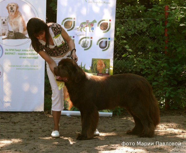 Фото: ньюфаундленд Aquatoriya Kelvin Royal Teddy Bear (Акватория Келвин Ройал Тедди Беар), YUliana Nikiforova (Юлиана Никифорова)