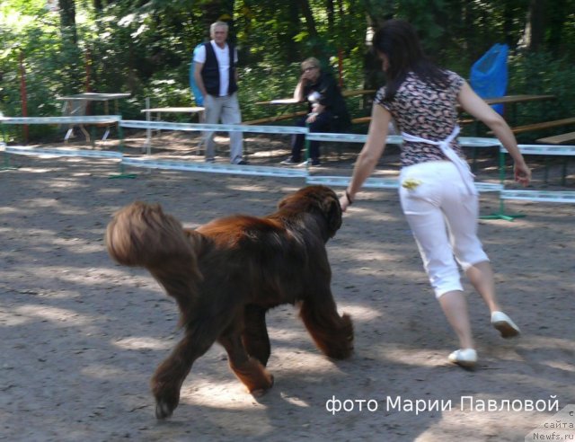 Фото: ньюфаундленд Aquatoriya Kelvin Royal Teddy Bear (Акватория Келвин Ройал Тедди Беар), YUliana Nikiforova (Юлиана Никифорова)