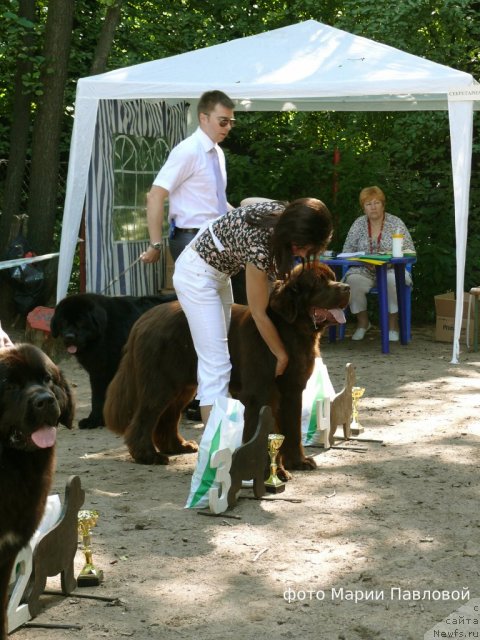 Фото: ньюфаундленд Aquatoriya Kelvin Royal Teddy Bear (Акватория Келвин Ройал Тедди Беар)