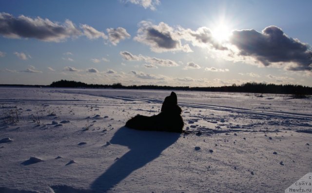Фото: ньюфаундленд Dar Svezy Unessa Korona Australis (Дар Свезы Юнесса Корона Аустралис)
