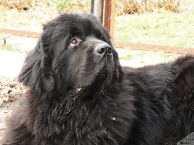 Фото: ньюфаундленд Beguschaya po Volnam Deal Me In (Бегущая по Волнам Деал Ме Ин)