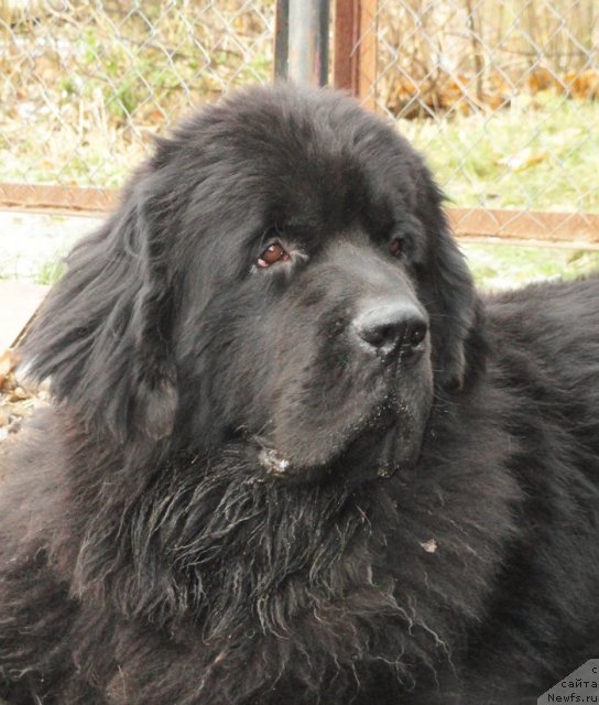 Фото: ньюфаундленд Beguschaya po Volnam Deal Me In (Бегущая по Волнам Деал Ме Ин)