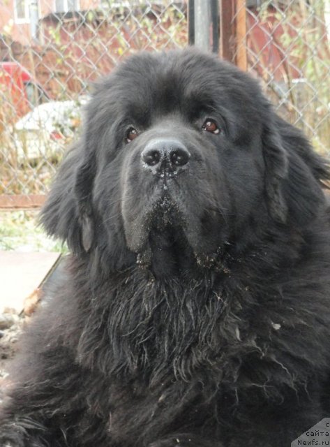 Фото: ньюфаундленд Beguschaya po Volnam Deal Me In (Бегущая по Волнам Деал Ме Ин)