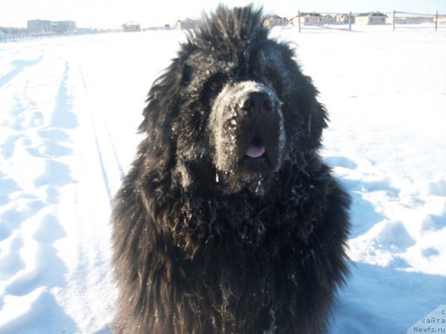 Фото: ньюфаундленд Yarada iz Sibirskoy Glubinki (Ярада из Сибирской Глубинки)