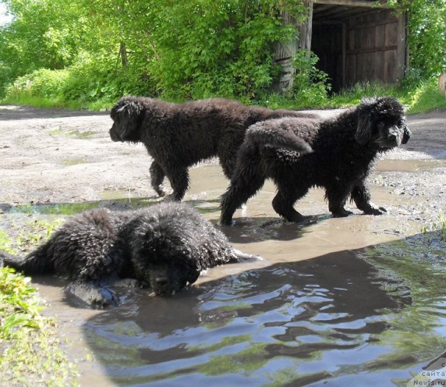 Фото: Дети, ньюфаундленд Beguschaya po Volnam Vyisshaya Liga (Бегущая по Волнам Высшая Лига), помет 