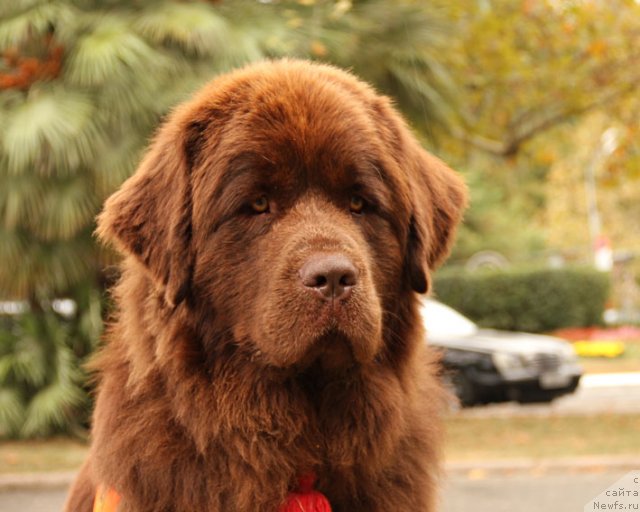 Фото: ньюфаундленд Ocharovashka s Berega Dona (Очаровашка с Берега Дона)