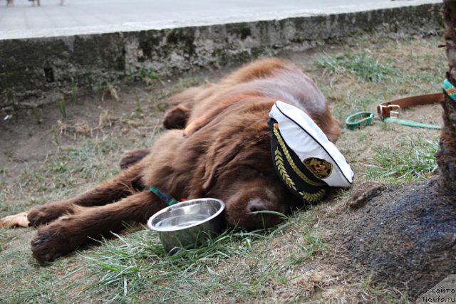 Фото: ньюфаундленд Ocharovashka s Berega Dona (Очаровашка с Берега Дона)