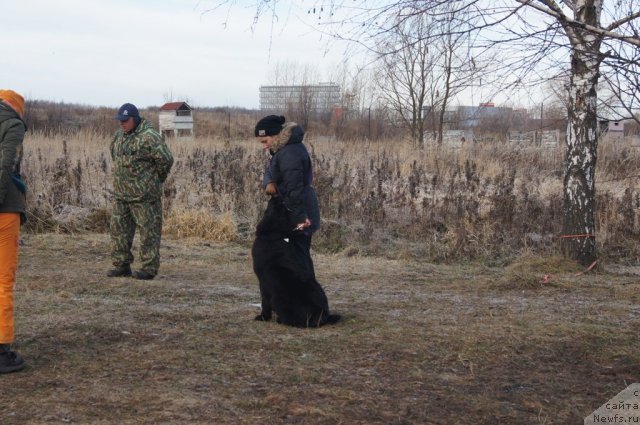 Фото: Александр Бурмистров, ньюфаундленд Beguschaya po Volnam Foget Mi Not (Бегущая по Волнам Фогет Ми Нот), Aleksandra Fetisova (Александра Фетисова)