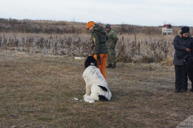 Фотография № 110795