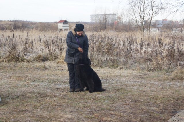 Фото: Aleksandra Fetisova (Александра Фетисова), ньюфаундленд Beguschaya po Volnam Foget Mi Not (Бегущая по Волнам Фогет Ми Нот)