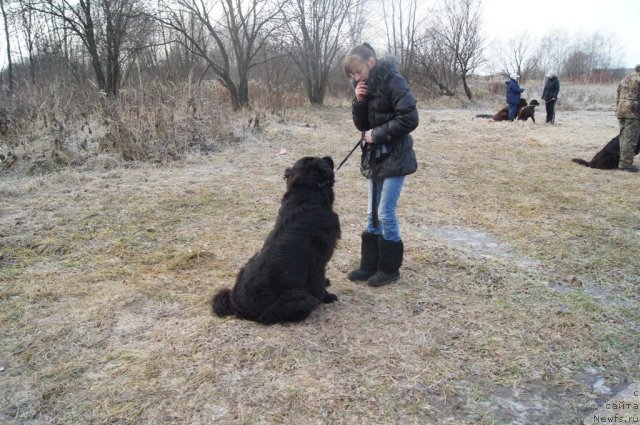 Фото: ньюфаундленд Pontus Pit (Понтус Пит), Vera Podzorova (Вера Подзорова)