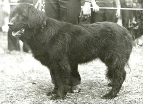 Фото: ньюфаундленд Djetiya (Джетия)