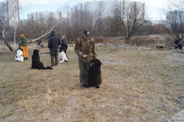 Фото: Galina Artyushina (Галина Артюшина), ньюфаундленд Masyanya Grand Byebi (Масяня Гранд Бэби)
