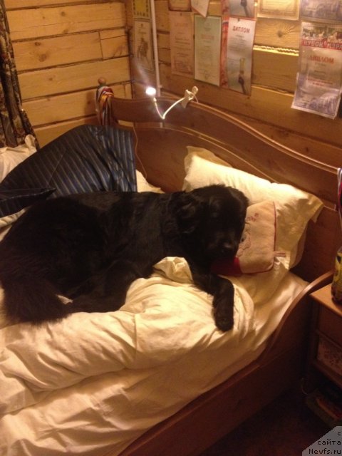 Фото: ньюфаундленд Bonni Flayt (Бонни Флайт)