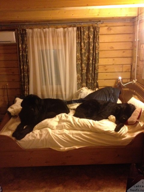 Фото: ньюфаундленд Bonni Flayt (Бонни Флайт), ньюфаундленд Restayling From SHipmyen (Рестайлинг Фром Шипмэн)