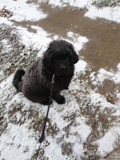 Фото: ньюфаундленд Amparo de Dios Dinastiya Soverchenstva (Ампаро де Диос Династия Совершенства)